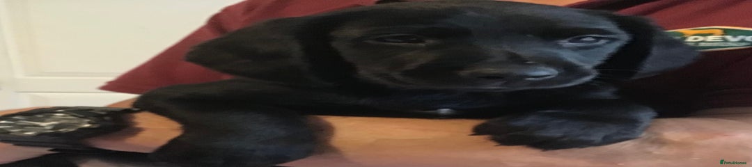 Cockerdor Puppy 5