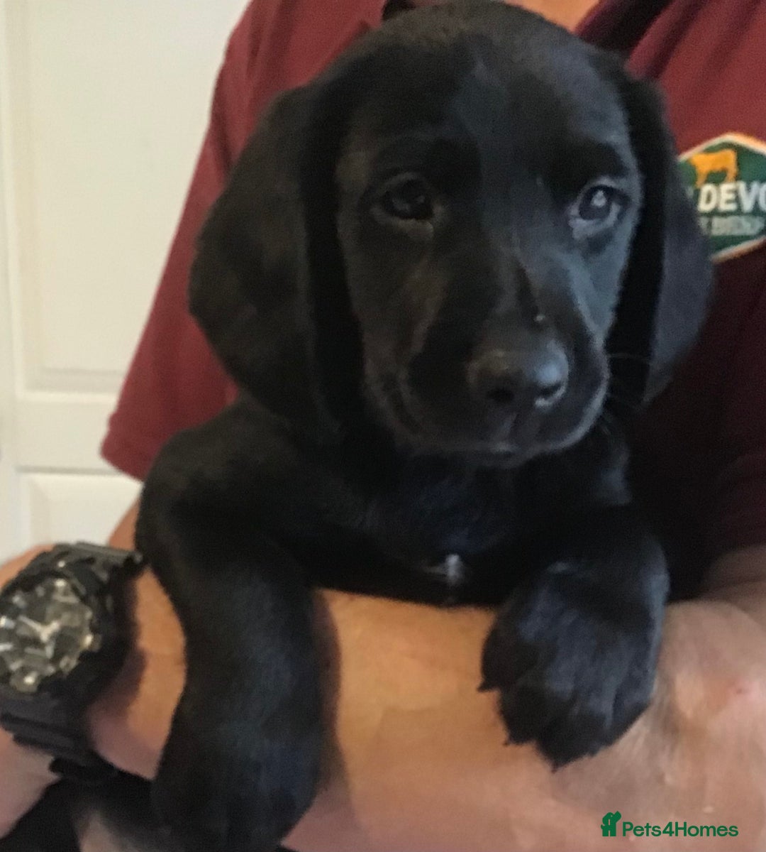 Cockerdor dogs for sale: Superb Quality Cockador Puppies, SHROPSHIRE  - Image 21