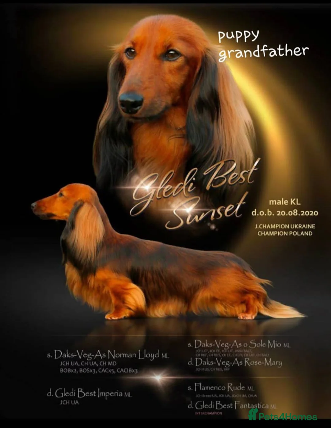 Miniature Dachshund dogs for sale: 6 beautiful long-haired dachshund pupps - Advert 3