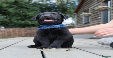 Labrador Retriever dogs - Advert 13