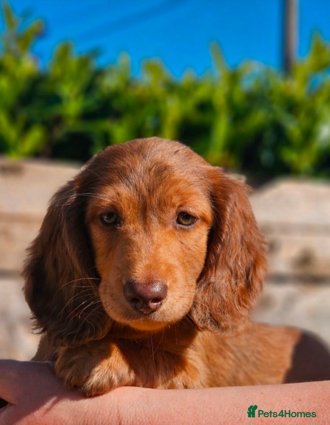 Miniature Dachshund dogs Miniature Dachshund puppies - Advert 6