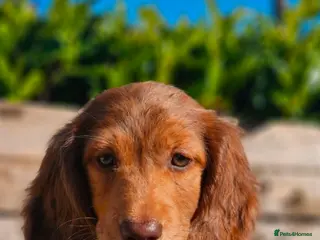 Miniature Dachshund dogs Miniature Dachshund puppies - Advert 5