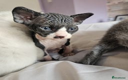 Sphynx cats for sale: Gorgeous Male Mixed Sphynx Kitten  - Image 8