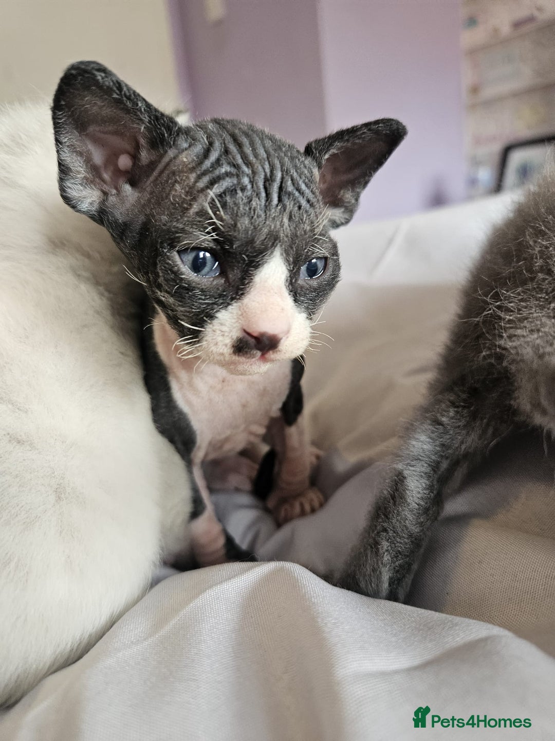 Sphynx cats for sale: Gorgeous Male Mixed Sphynx Kitten  - Image 8