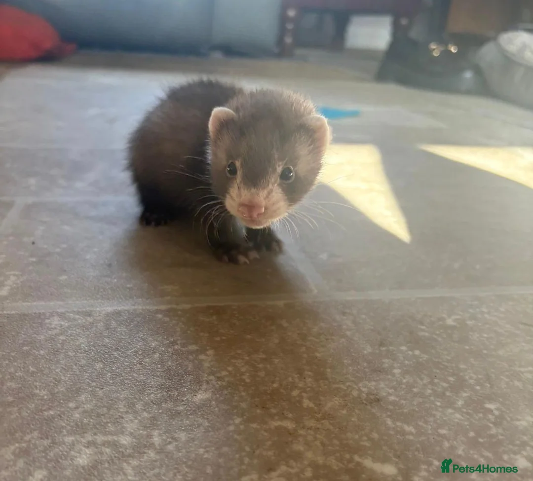 Ferret rodents for sale: Lovely ferrets for sale in Blackwood - Advert 2