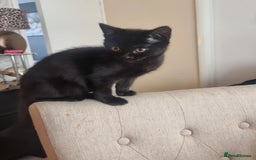 Mixed Breed cats for sale: Two black beauty  - Image 8