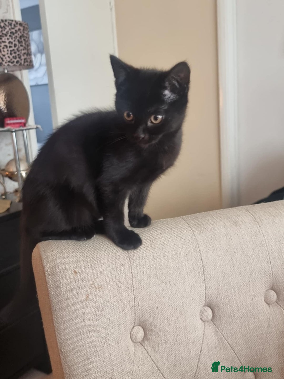 Mixed Breed cats for sale: Two black beauty  - Image 8