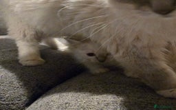 Ragdoll cats for sale: Beautiful GCCF Reg Pure Bred Ragdoll kittens - Image 9