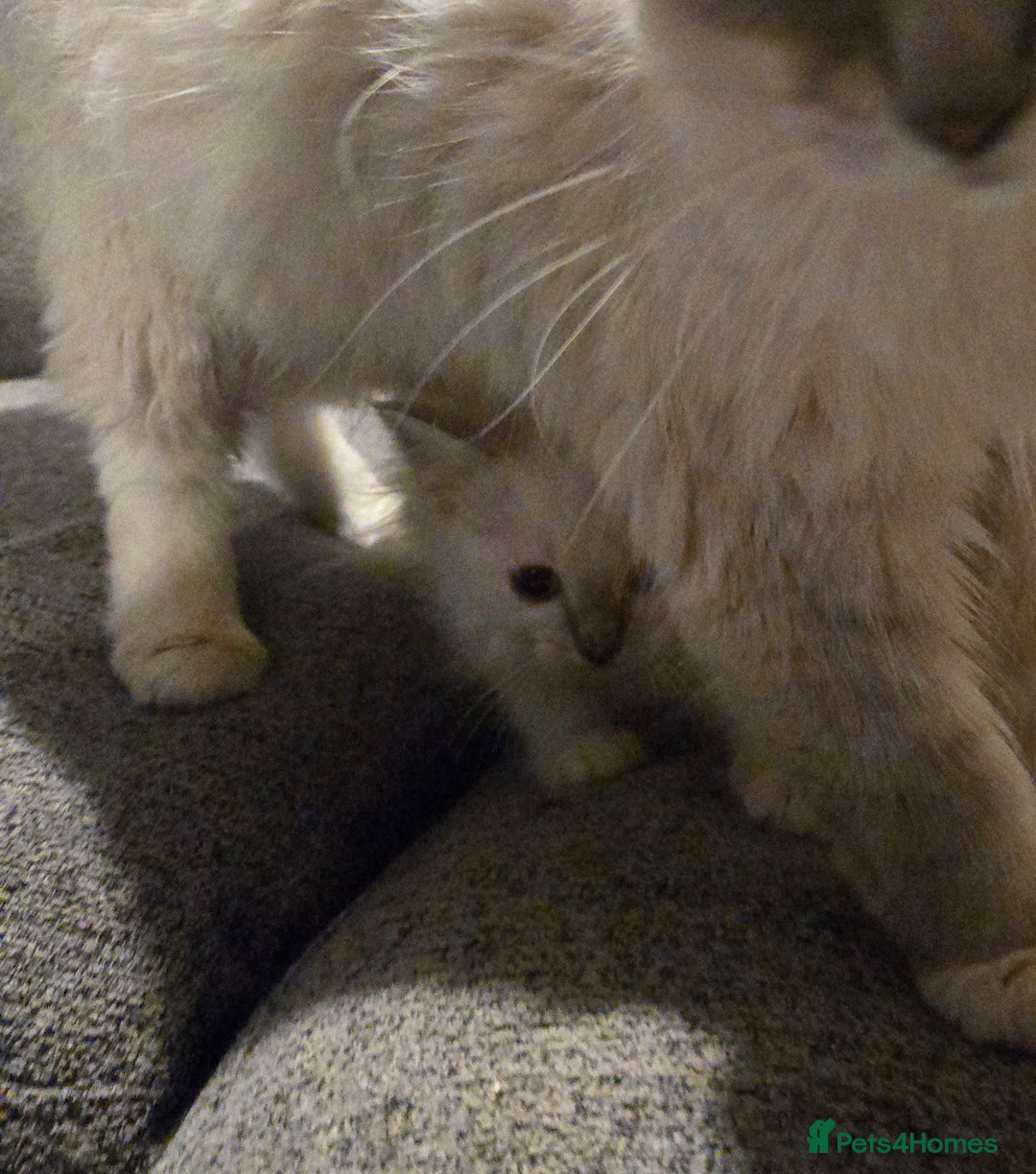 Ragdoll cats for sale: Beautiful GCCF Reg Pure Bred Ragdoll kittens - Image 9