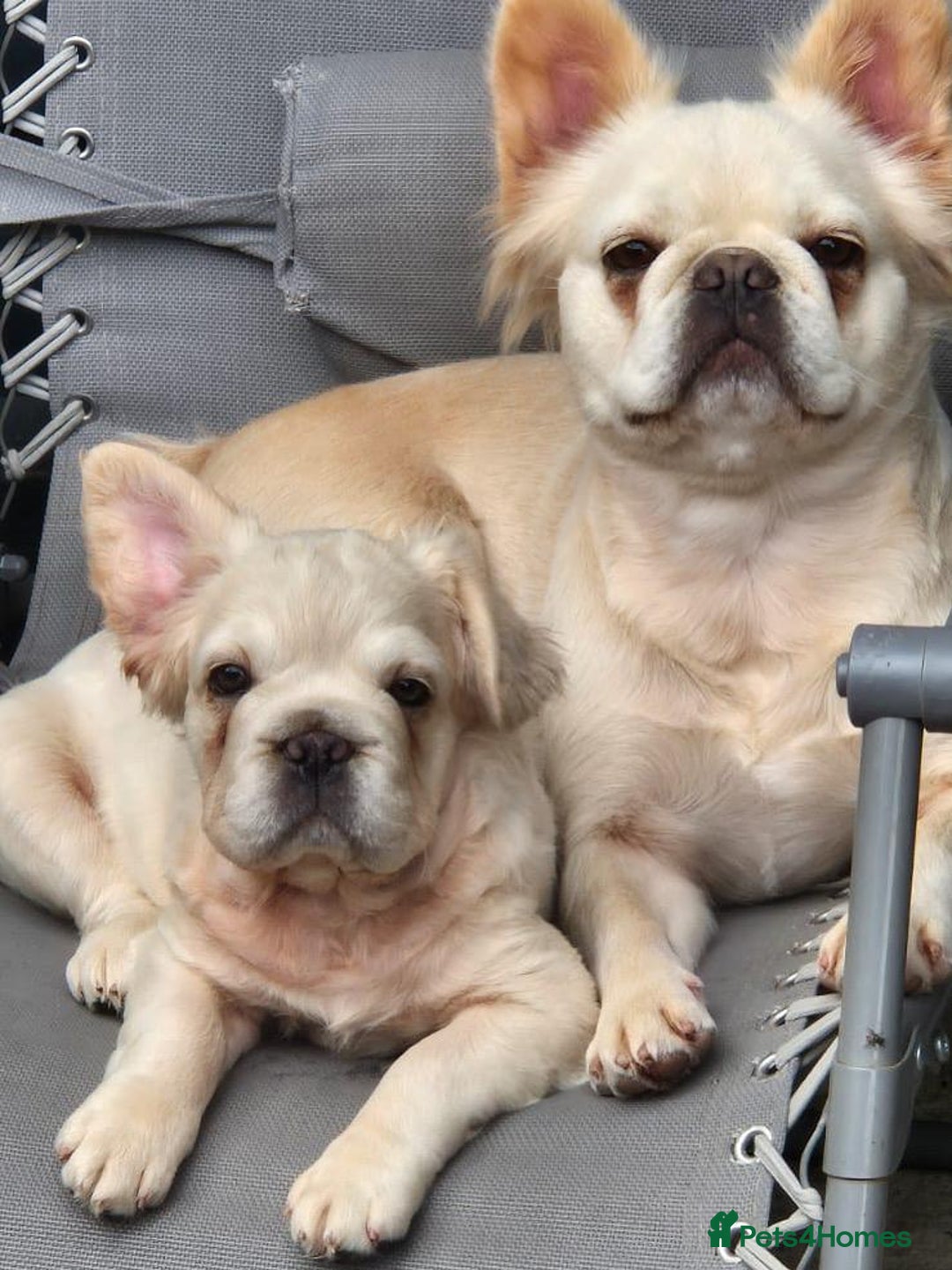 French Bulldog dogs for sale: 2 Beautiful long haired french bulldogs 1-M 1-F - Image 8
