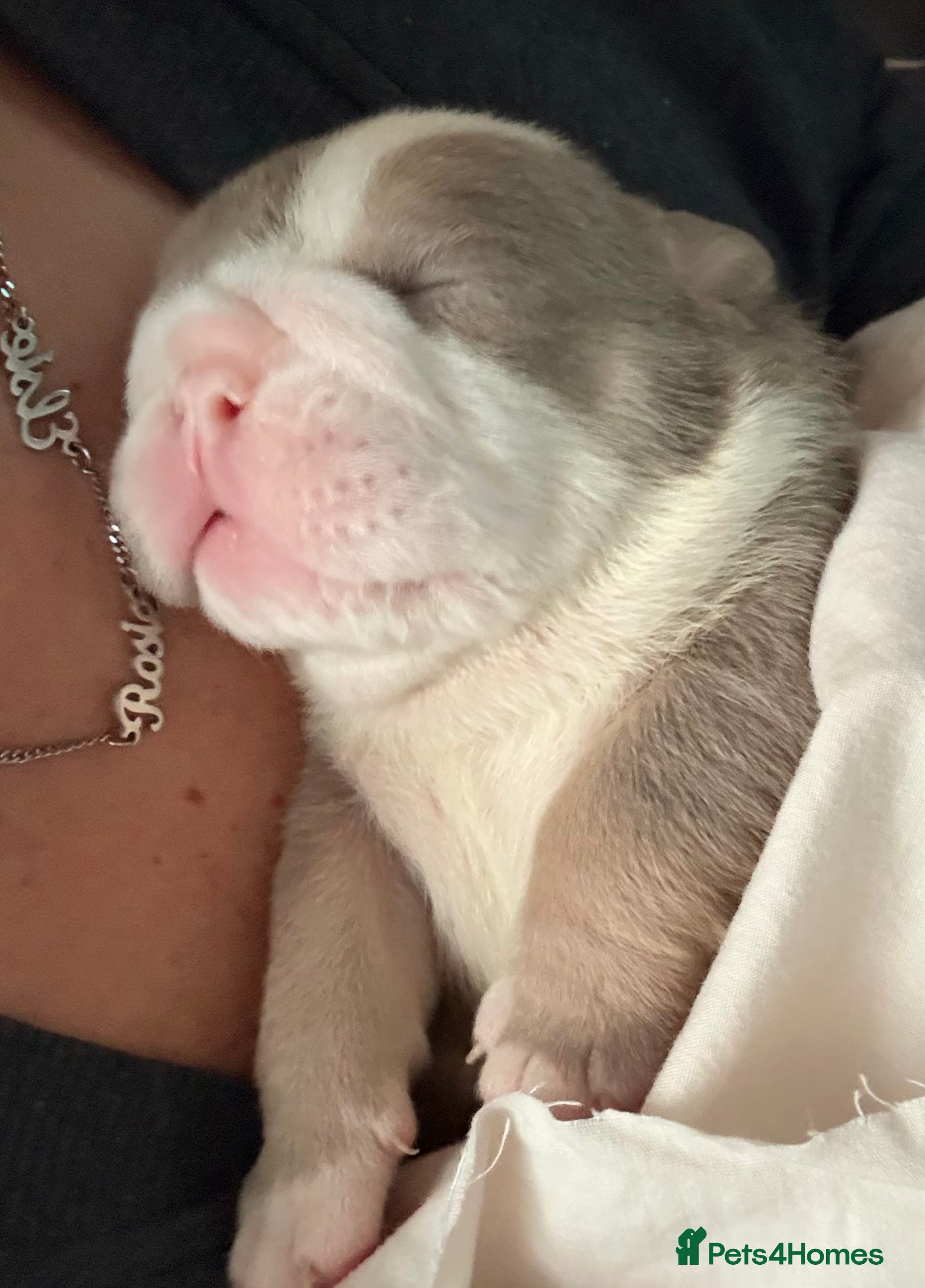 English Bulldog dogs 4 beautiful strong puppies - Advert 2