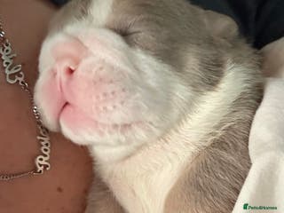 English Bulldog dogs 4 beautiful strong puppies - Advert 2