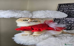 British Shorthair cats for sale: TICA REGISTERED Golden Chinchilla Girl - Image 13