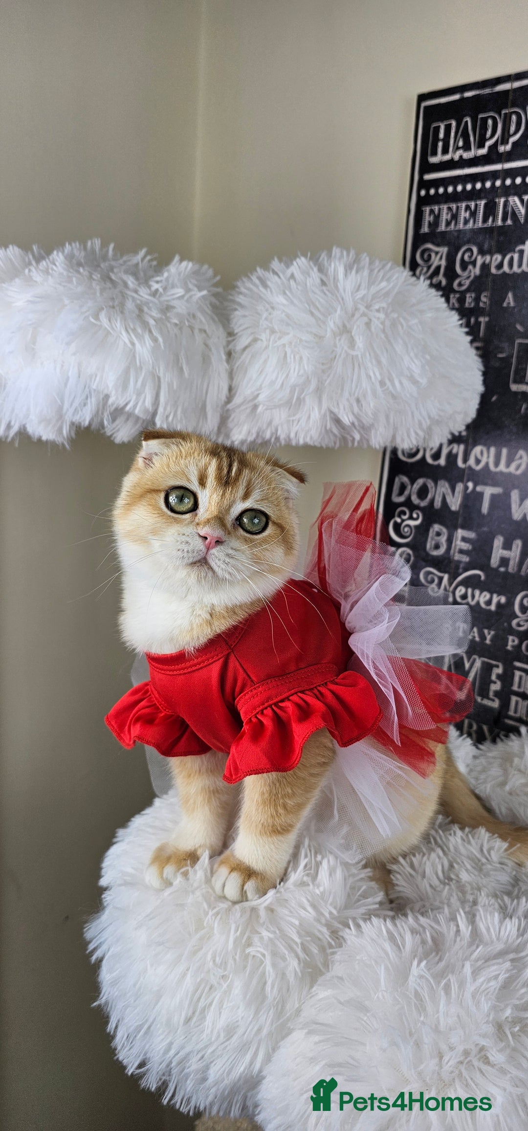 British Shorthair cats for sale: TICA REGISTERED Golden Chinchilla Girl - Image 13