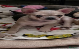 Mixed Breed dogs for sale: Frenchie x chihuahua - Image 3