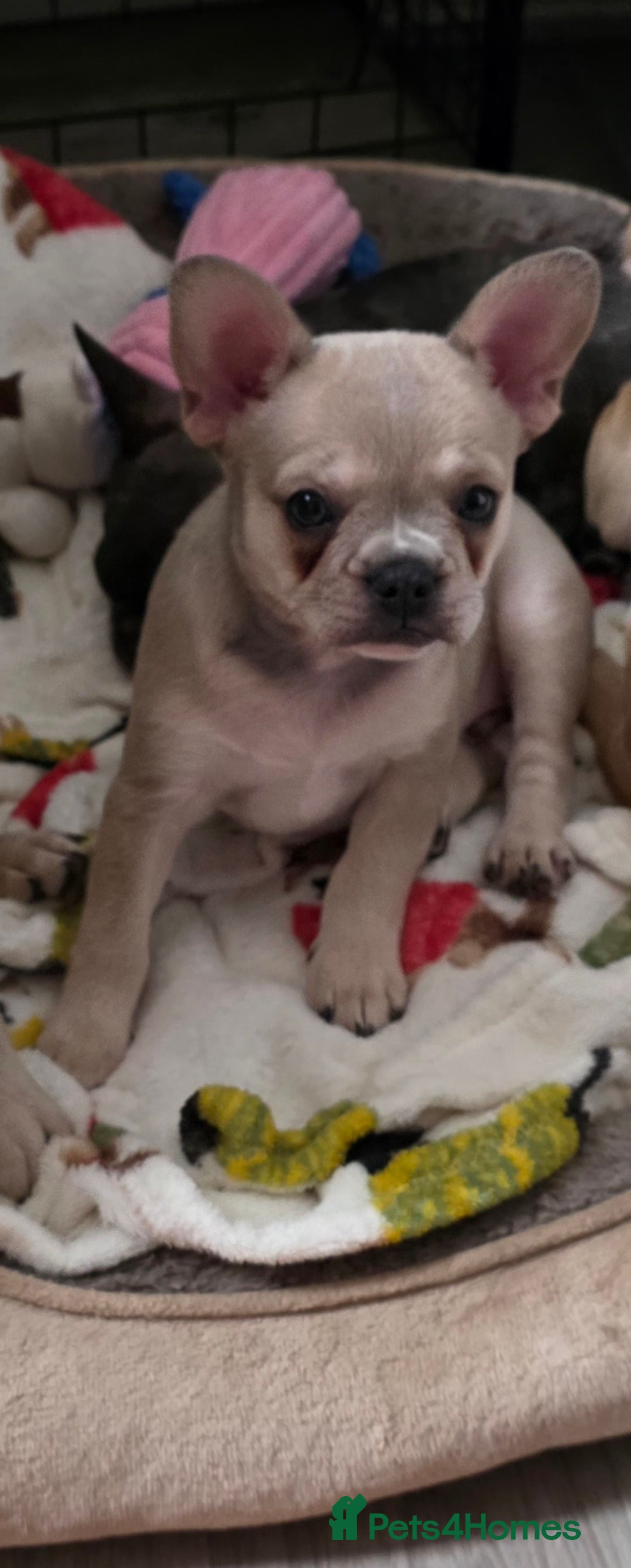Mixed Breed dogs for sale: Frenchie x chihuahua - Image 3