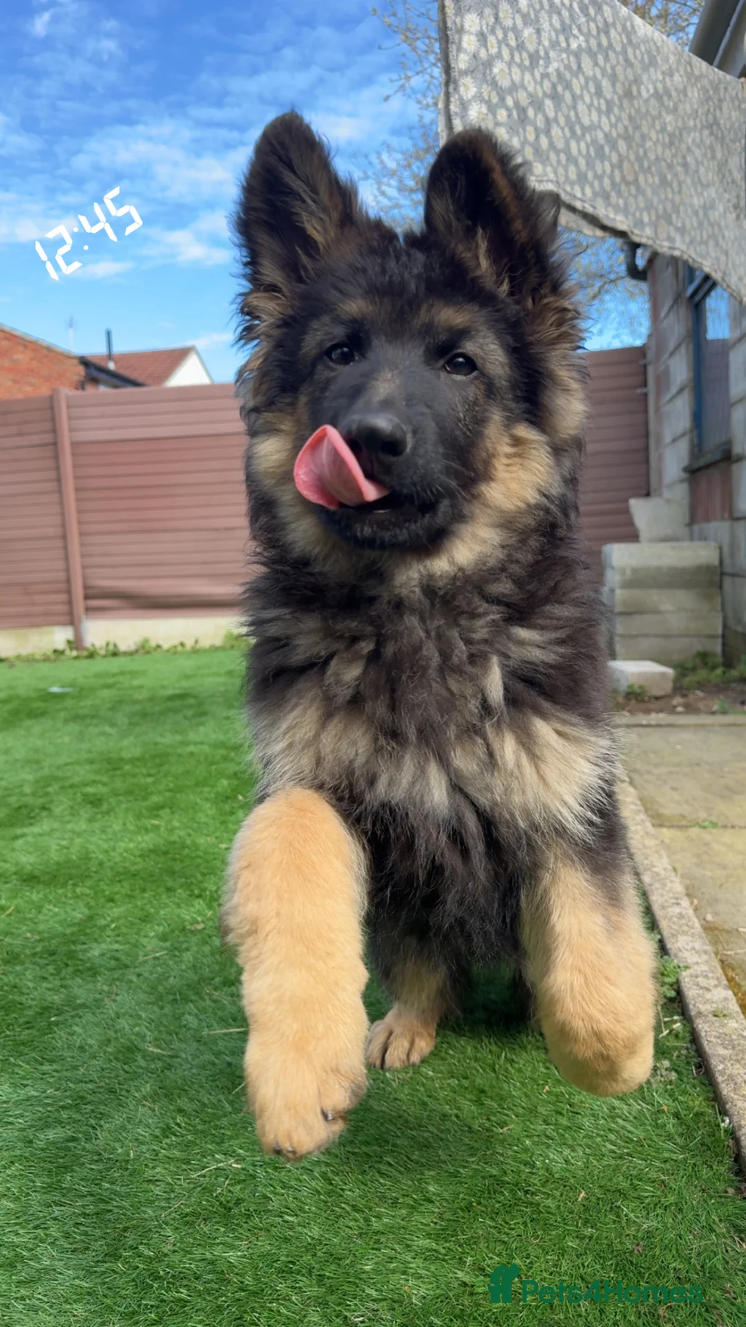 German Shepherd dogs for sale: rehoming my little Archie  in Derby - Advert 1