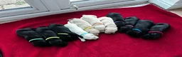 Labrador Retriever dogs for sale: Health tested super Working Line Labrador litter.  in Stratford-upon-Avon - Advert 5