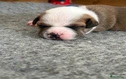 Staffordshire Bull Terrier dogs for sale: KC Staffordshire bull terriers 🧡🧡🏆🩸 REDS  - Image 15