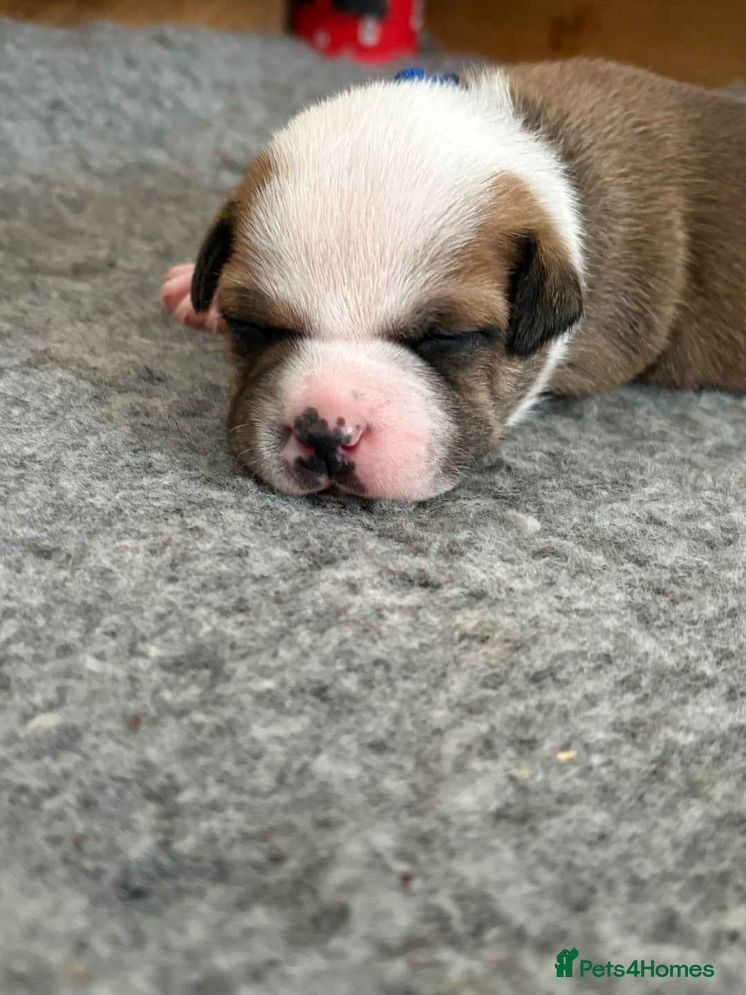 Staffordshire Bull Terrier dogs for sale: KC Staffordshire bull terriers 🧡🧡🏆🩸 REDS  - Image 15
