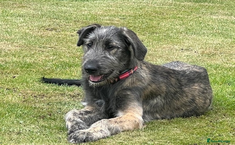 Irish Wolfhound dogs - Advert 1