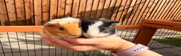 Guinea Pig rodents for sale: 2 male baby guinea pigs 6 weeks old - Advert 7