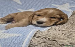 Cocker Spaniel dogs for sale: Health Tested Cocker spaniel puppies  - Advert 10