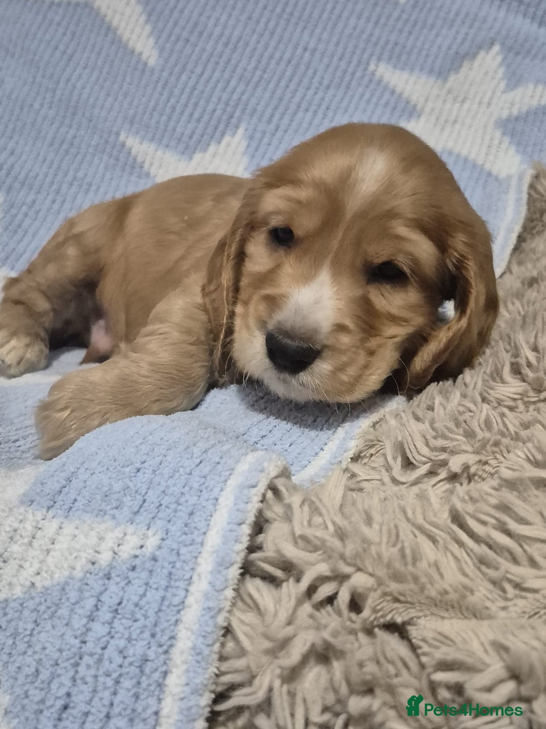 Cocker Spaniel dogs for sale: Health Tested Cocker spaniel puppies  - Advert 10