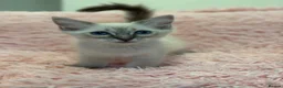Ragdoll cats for sale: 2 Lynx ragdoll kittens ready to go NOW - Advert 9