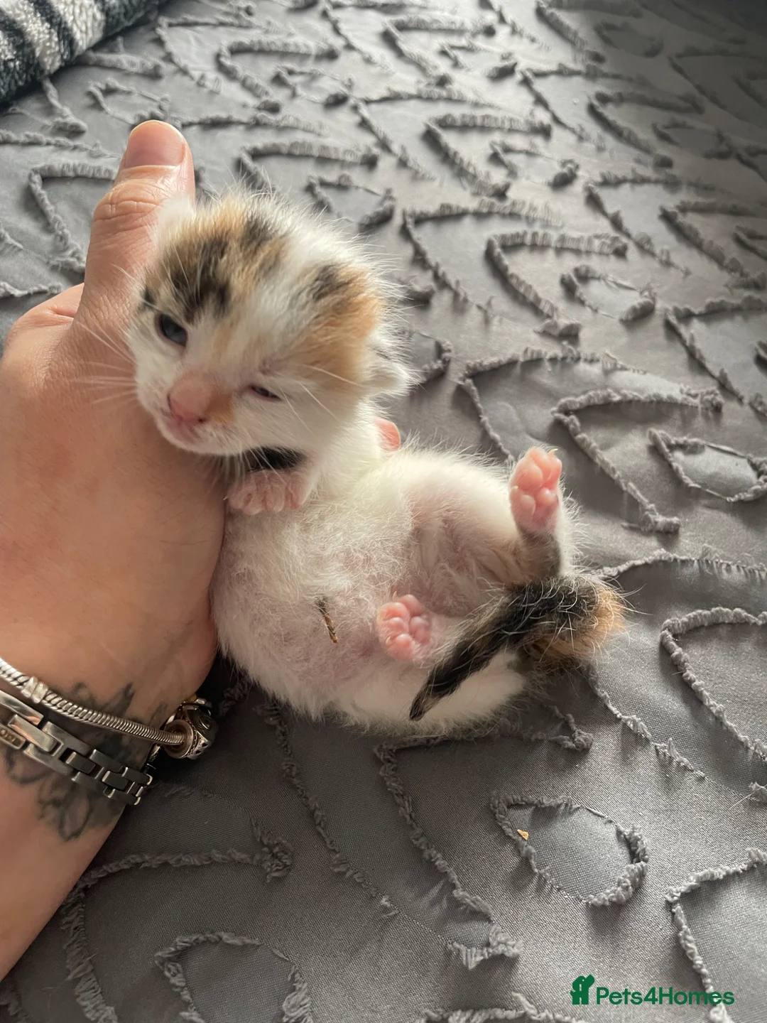 Mixed Breed cats for sale: 5 kittens  - Advert 2