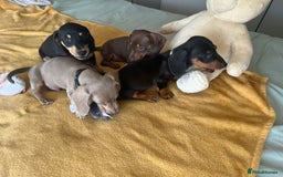 Dachshund dogs for sale: Dachshund puppies  - Image 8