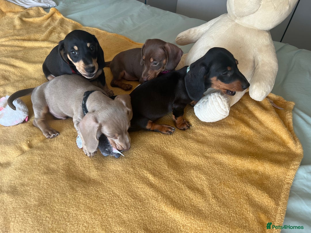 Dachshund dogs for sale: Dachshund puppies  - Image 8