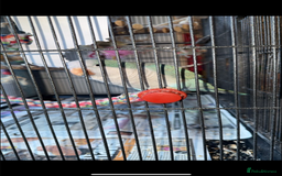 Parrots birds for sale: Male Quaker parrot  - Image 1