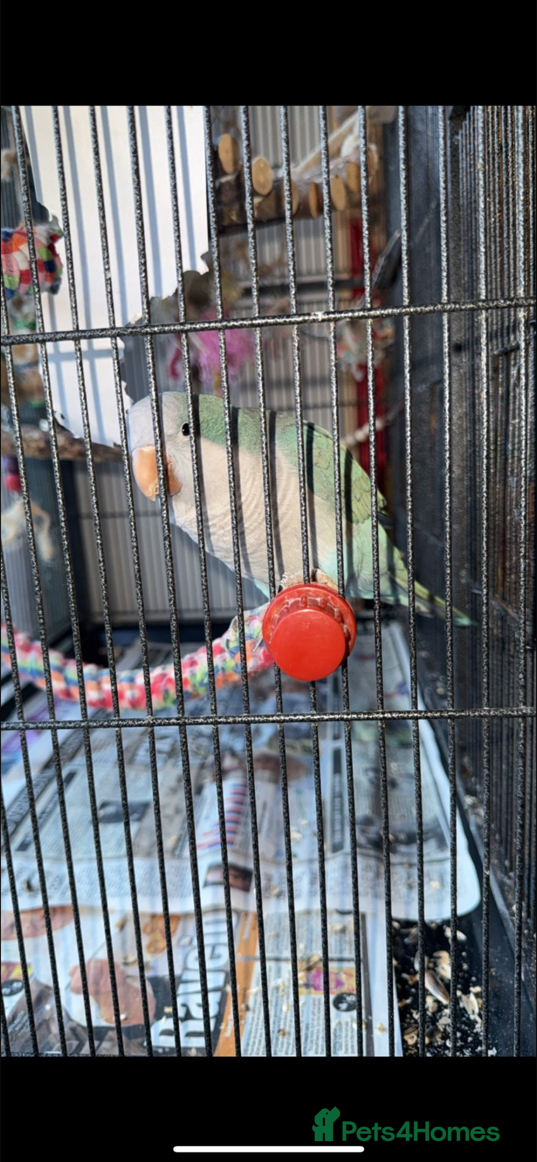 Parrots birds for sale: Male Quaker parrot  - Image 1
