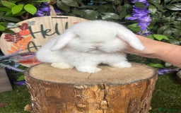 Mini Lop rabbits for sale: 🌟PURE BRED PEDIGREE MINI LOPS🌟 - Image 5