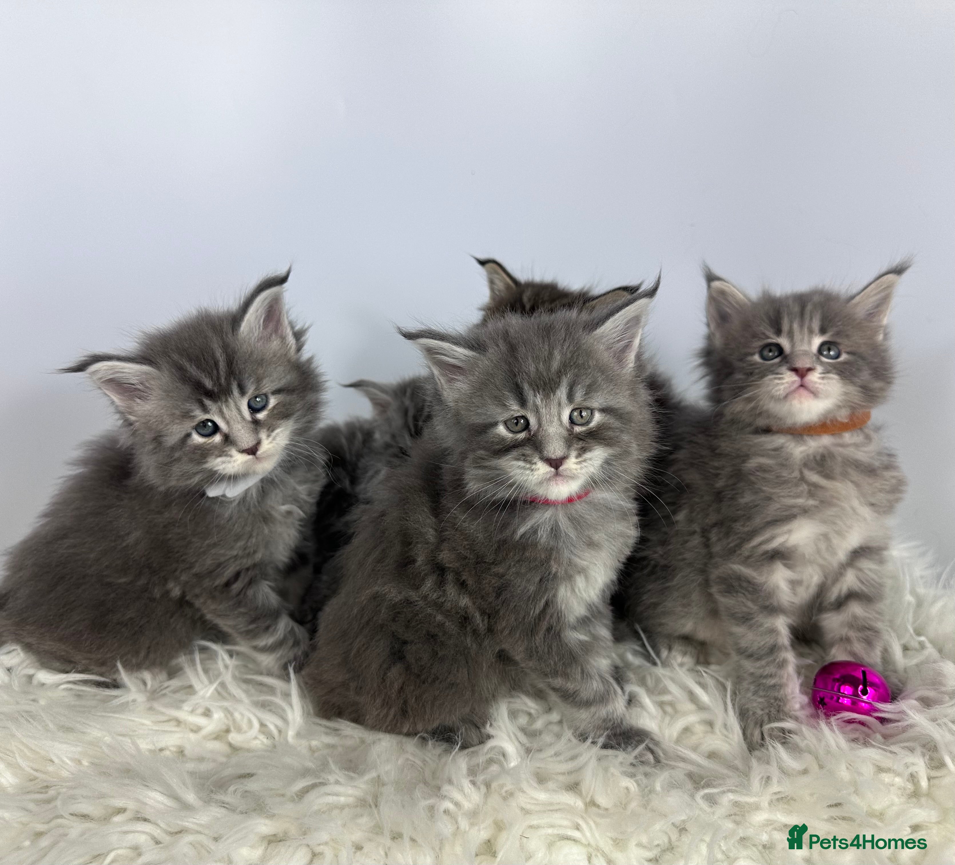 Maine Coon cats 6 Gorgeous Pure Breed Maine Coon Kittens - Advert 9