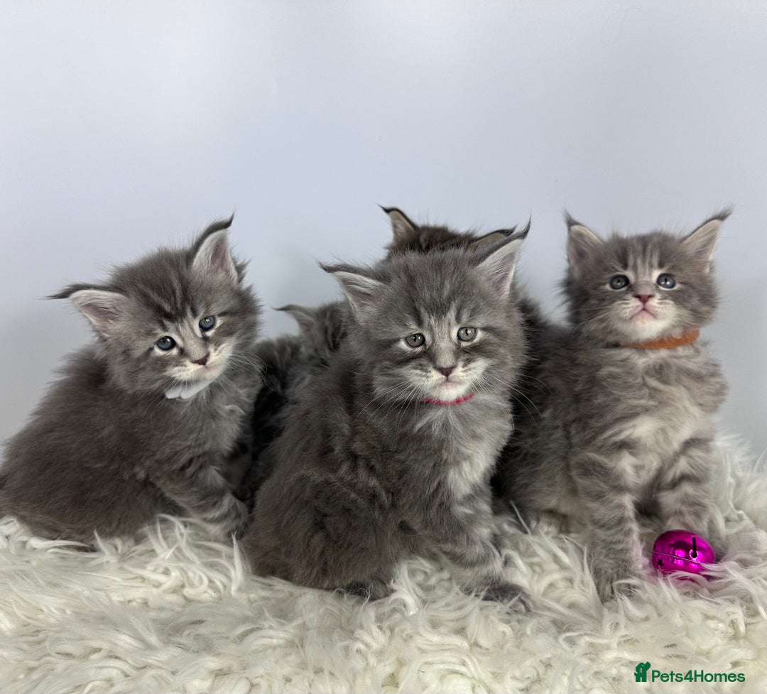 Maine Coon cats for sale: 6 Gorgeous Pure Breed Maine Coon Kittens - Advert 2