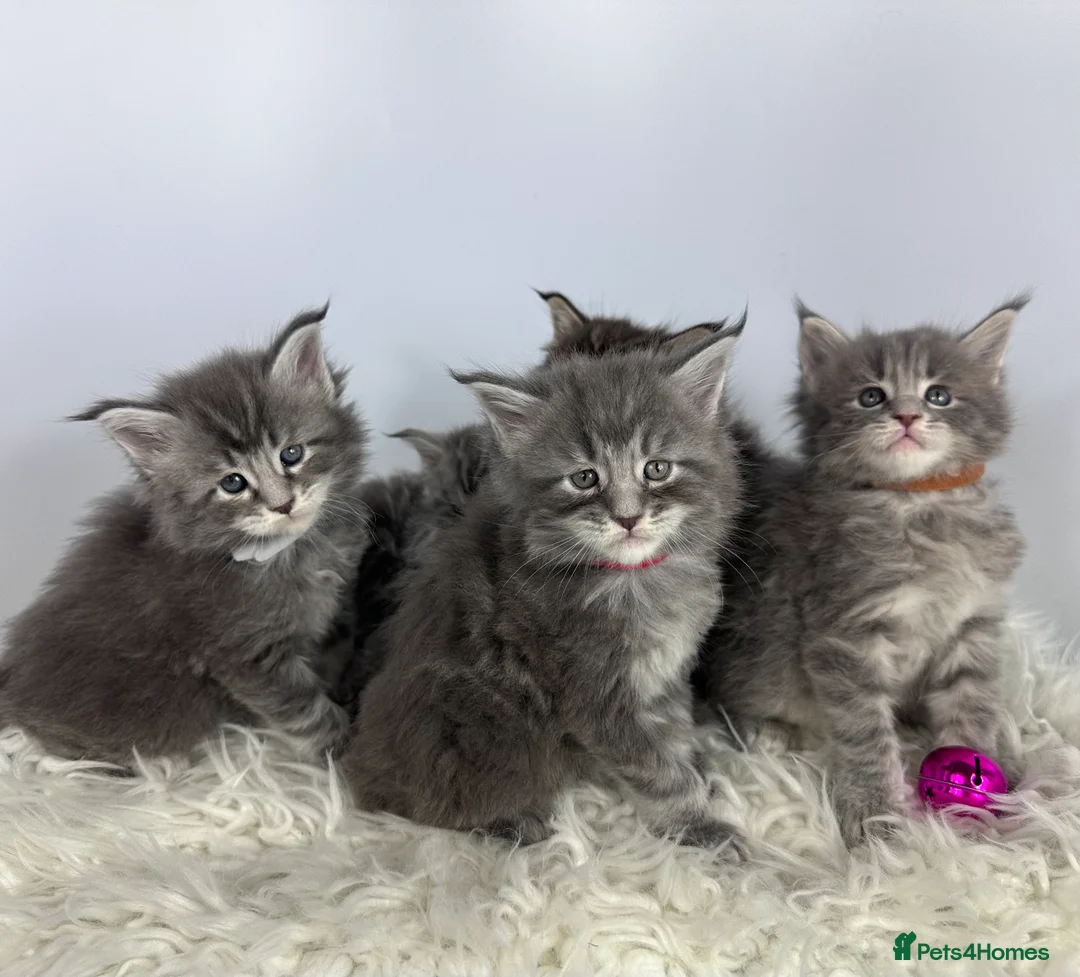 Maine Coon cats for sale: ✨Last 2 Gorgeous Pure Breed Maine Coon Kittens✨ - Advert 11