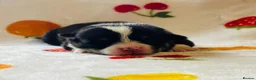 Welsh Corgi Pembroke dogs for sale: Stunning pedigree puppies, health tested parents in Manchester - Advert 10