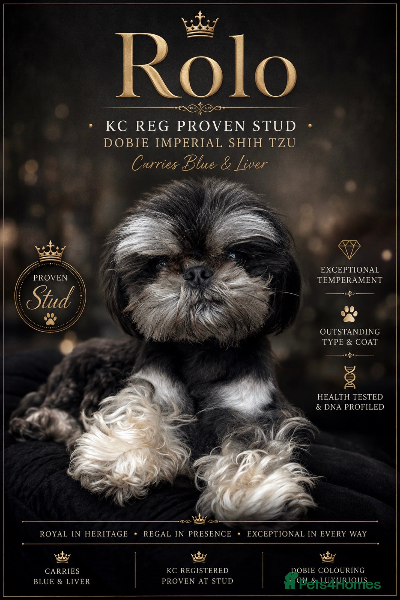 Shih Tzu dogs Proven KC Dobie Imperial Shih Tzu 👑 - Advert 1