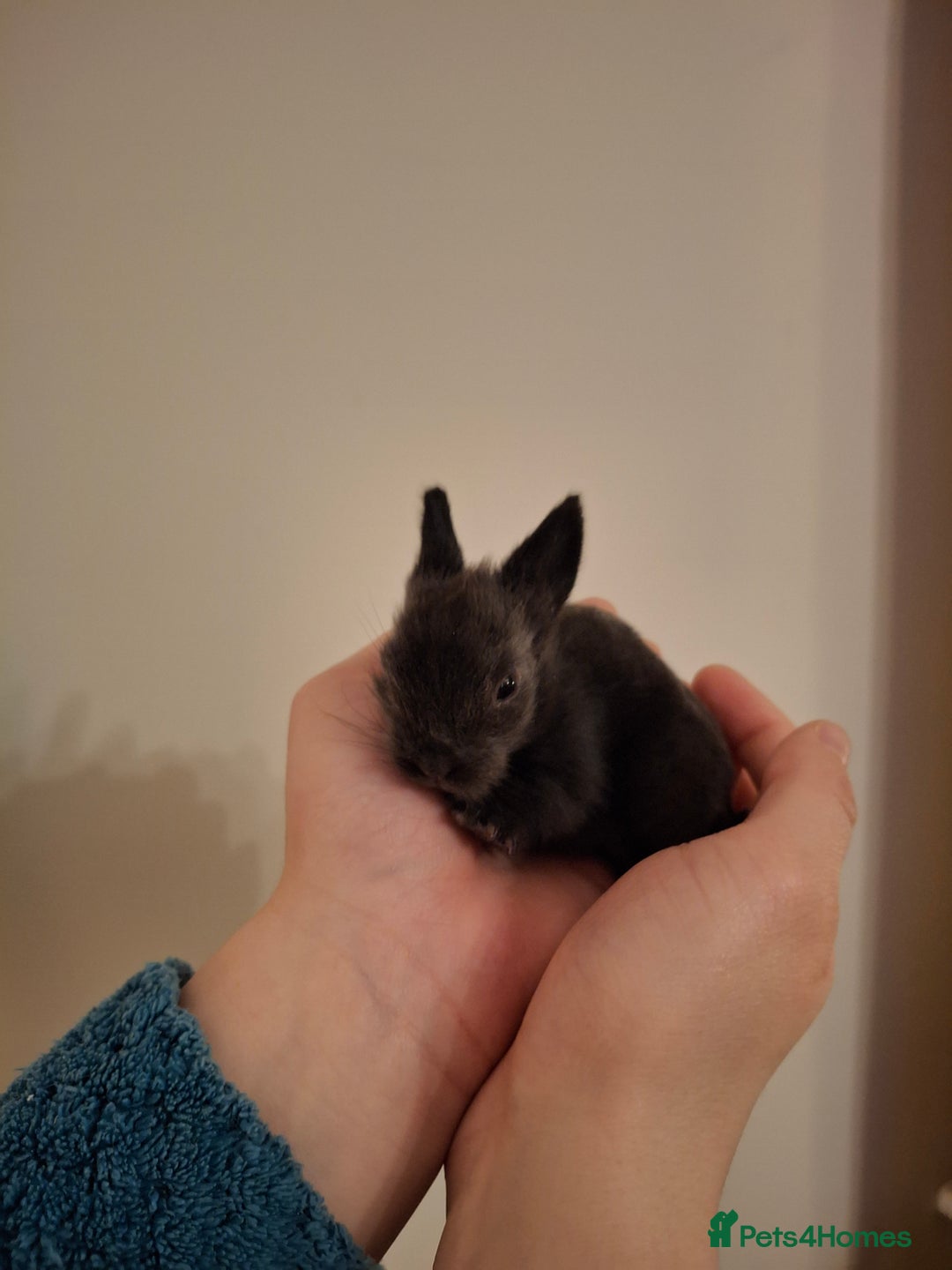 Lionhead rabbits for sale: Purebred Lionhead babies - Advert 3