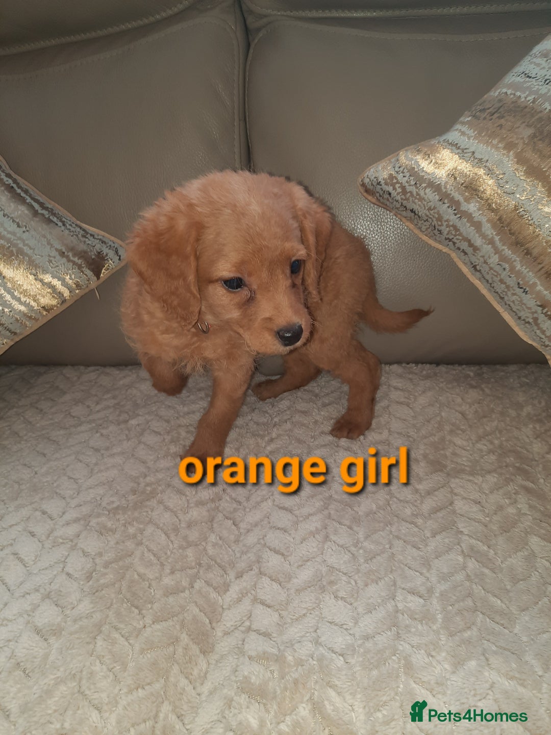 Labradoodle dogs for sale: F1 beautiful labradoodles  - Advert 15