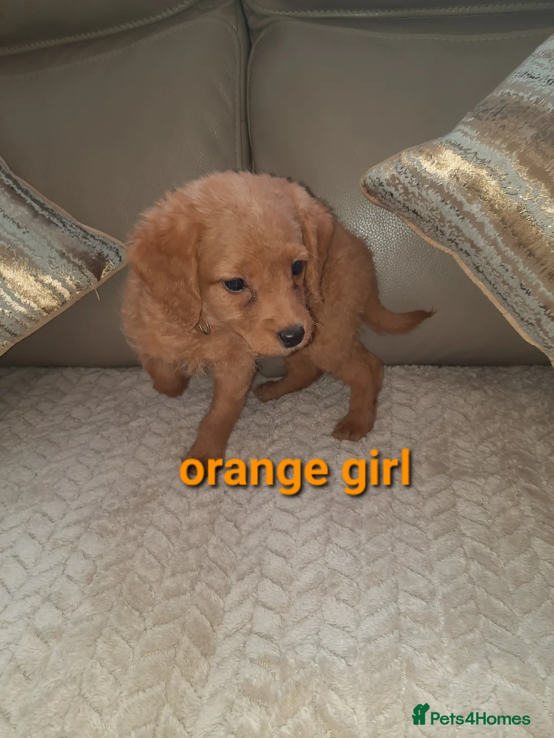 Labradoodle dogs for sale: F1 beautiful labradoodles  - Advert 15