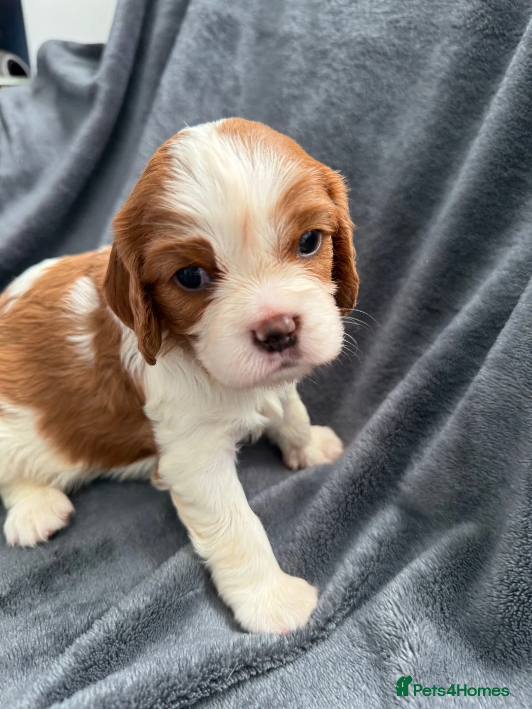 Cavalier King Charles Spaniel dogs for sale: Sweet RKCR Cavalier King Charles Spaniel Puppies - Advert 2