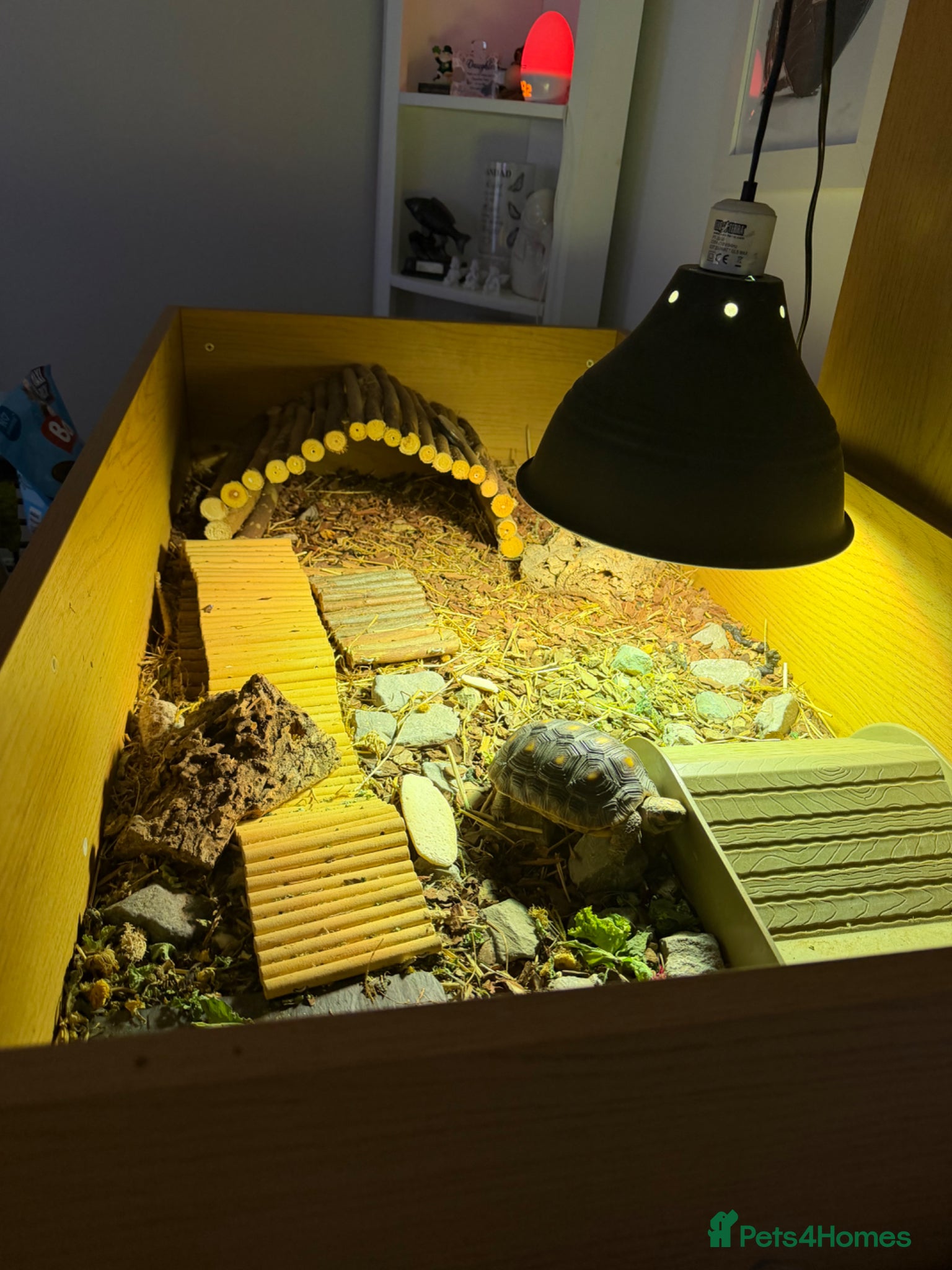 Tortoise reptiles for sale: Red foot tortoise  in Saint Leonards-on-sea - Advert 3