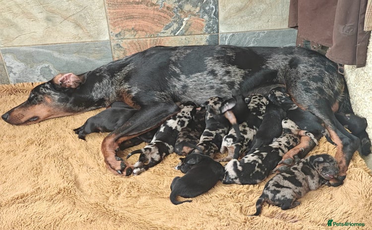 Mixed Breed dogs - Advert 1