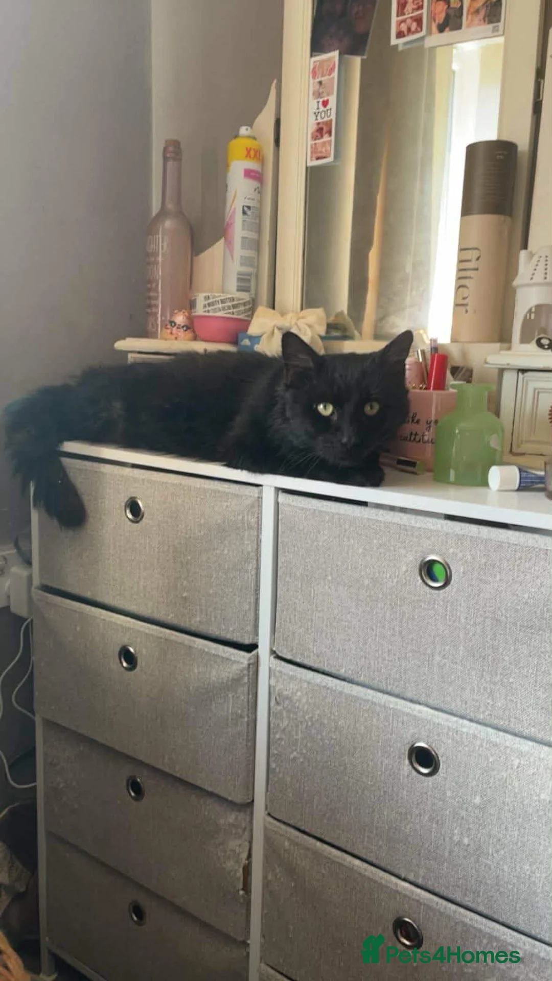 British Longhair cats for sale: British long haired boy  in Batley - Advert 2
