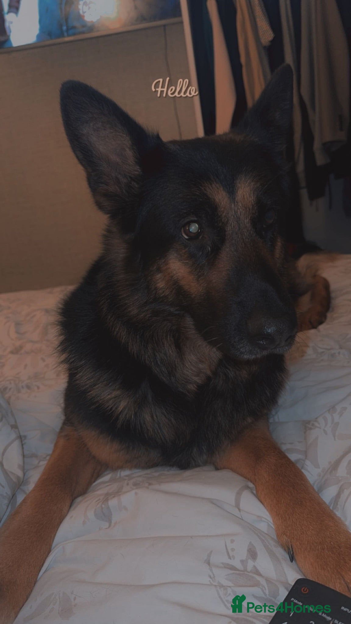 German Shepherd dogs Luna 8 years old - Advert 17