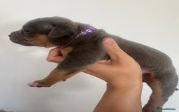 American Bully dogs for sale: Pocket Bullies ( not banned breed) - Image 15