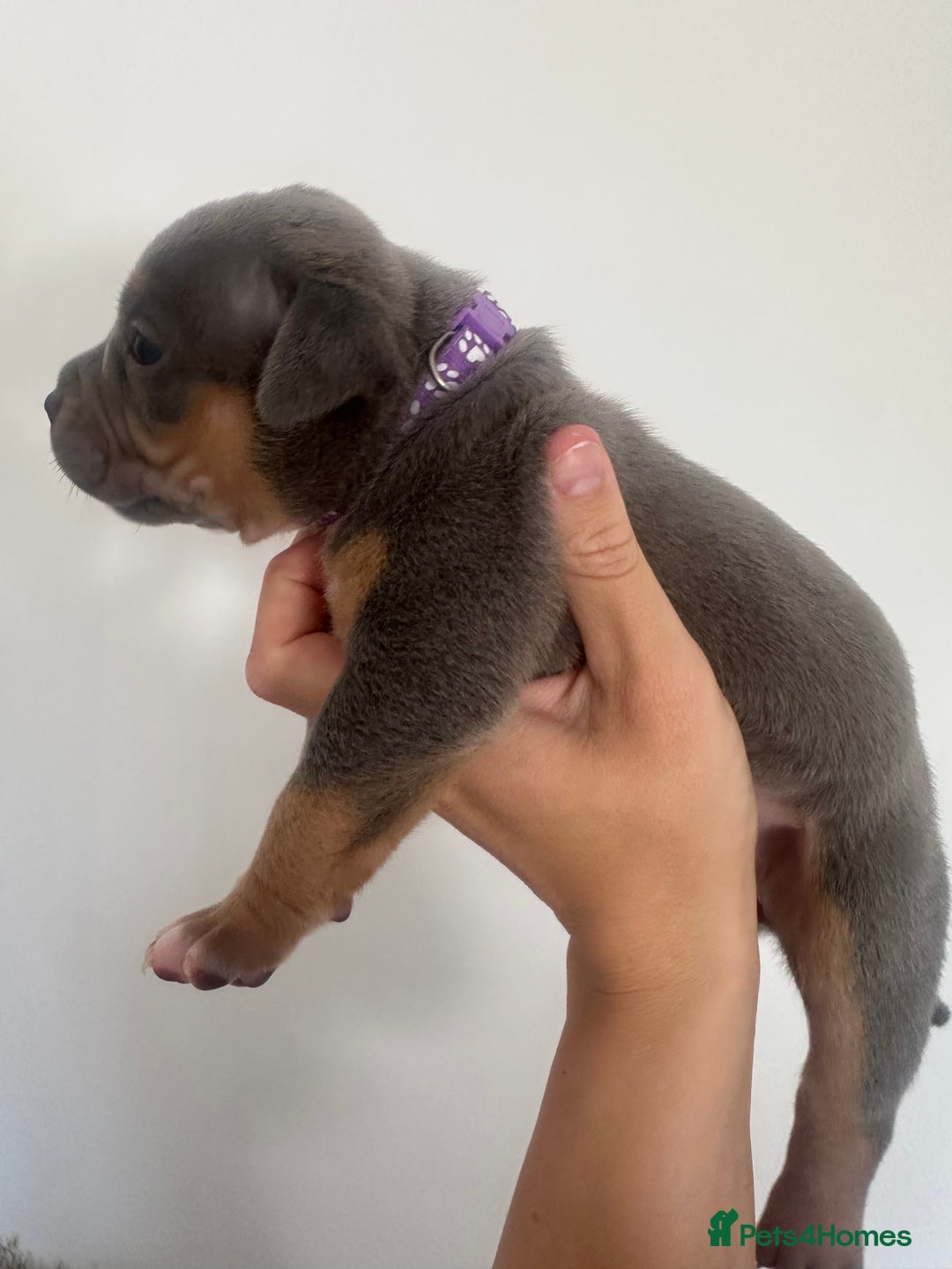 American Bully dogs for sale: Pocket Bullies ( not banned breed) - Image 15